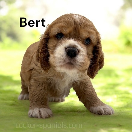 puppy, for, sale, Cocker Spaniel, Joe & Cherri  Overlease, dog, breeder, Miller, MO, dog-breeder, puppy-for-sale, forsale, nearby, find, puppyfind, locator, puppylocator, aca